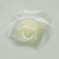 White Rose